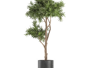 decorative tree in a black flowerpots 741 Modelo 3D