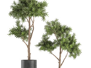 decorative tree in a black flowerpots 741 Modelo 3D
