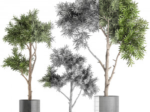 decorative tree in a black flowerpots 741 Modelo 3D