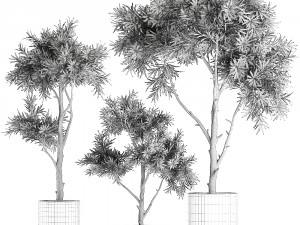 decorative tree in a black flowerpots 741 Modelo 3D