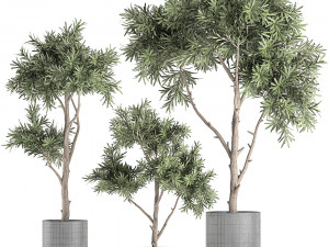 decorative tree in a black flowerpots 741 Modelo 3D