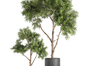 decorative tree in a black flowerpots 741 Modelo 3D
