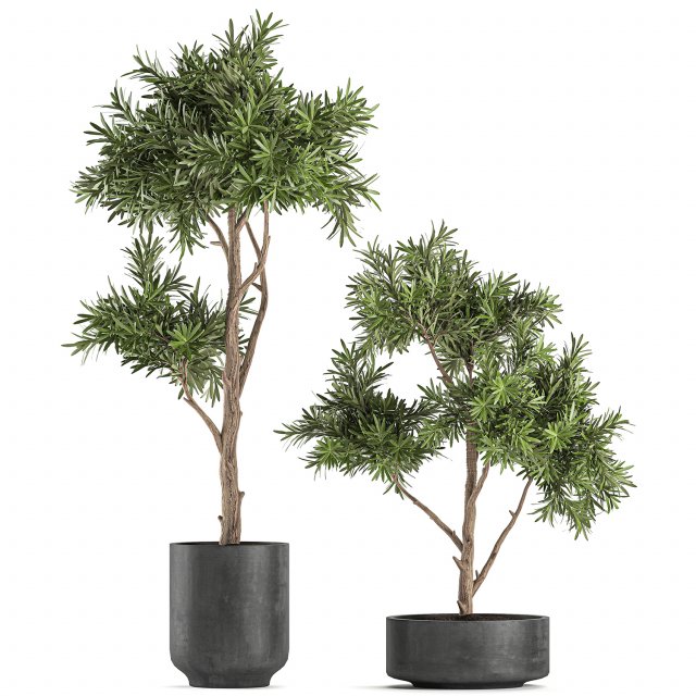 decorative tree in a black flowerpots 742 Modelo 3D .c4d .max .obj .3ds .fbx .stl .blend 