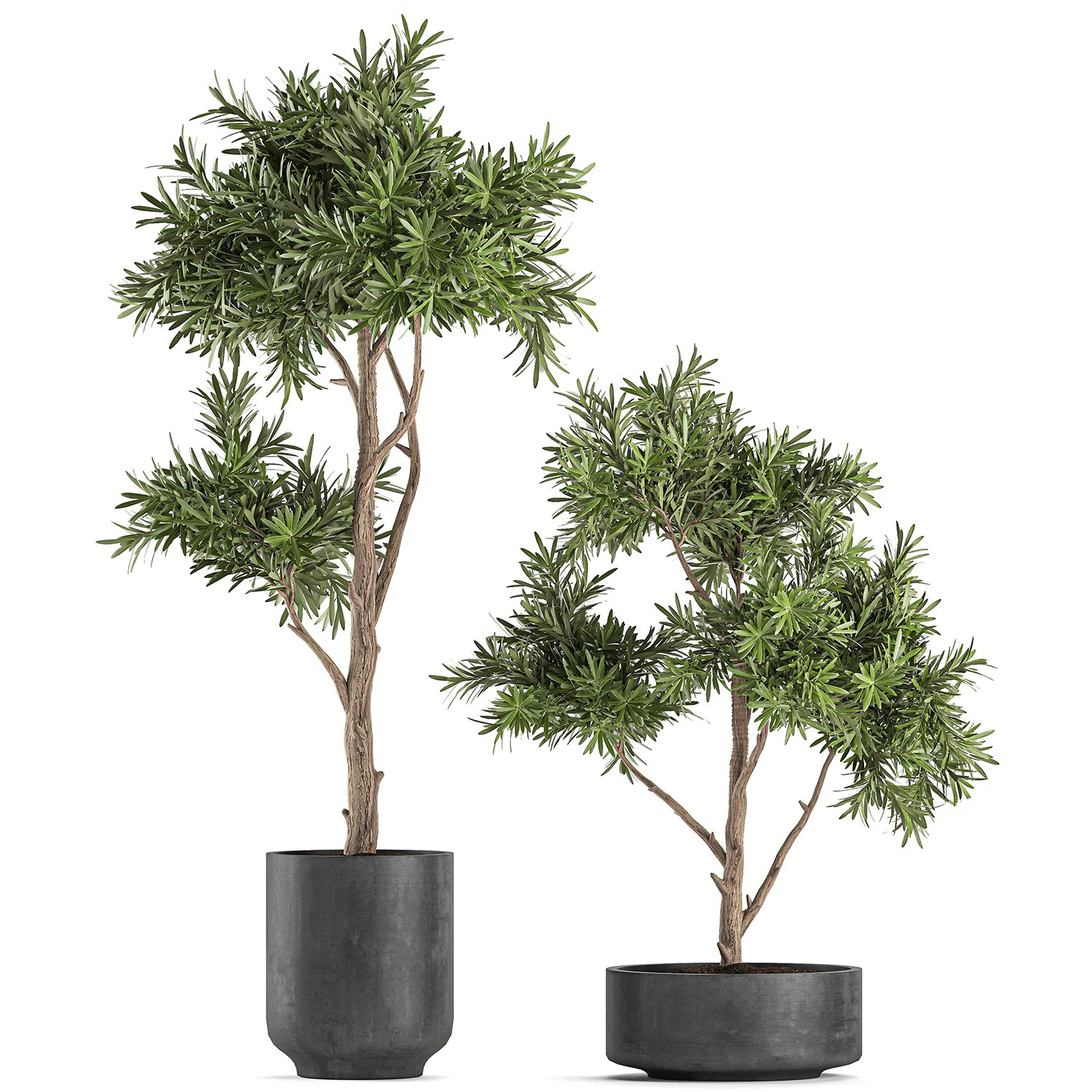 decorative tree in a black flowerpots 742 3D Model .c4d .max .obj .3ds .fbx .stl .blend
