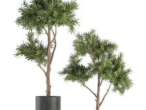 黒い植木鉢の装飾的な木 742 3Dモデル