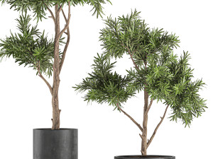 decorative tree in a black flowerpots 742 Modelo 3D