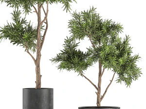 decorative tree in a black flowerpots 742 3D Model