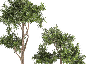decorative tree in a black flowerpots 742 Modelo 3D