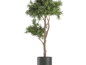 decorative tree in a black flowerpots 742 Modelo 3D