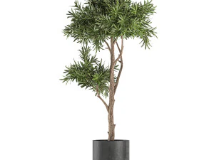 decorative tree in a black flowerpots 742 3D Model