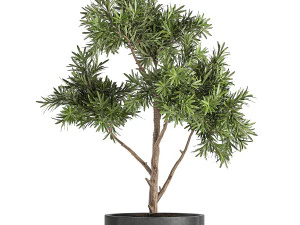 decorative tree in a black flowerpots 742 3D Model