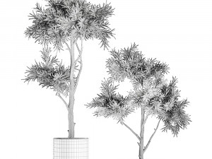 decorative tree in a black flowerpots 742 Modelo 3D
