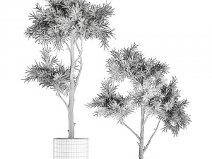 decorative tree in a black flowerpots 742 3D Model
