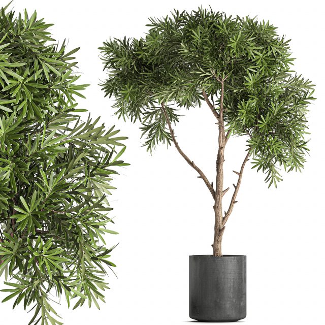 decorative tree in a black flowerpots 743 3Dモデル .c4d .max .obj .3ds .fbx .stl .blend 