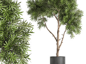 decorative tree in a black flowerpots 743 3D Model
