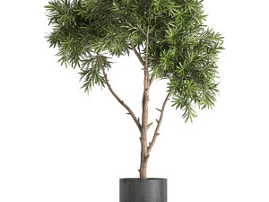 decorative tree in a black flowerpots 743 3Dモデル