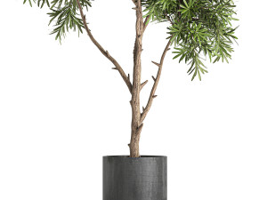 decorative tree in a black flowerpots 743 3Dモデル