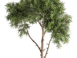 decorative tree in a black flowerpots 743 3Dモデル