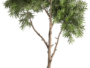 decorative tree in a black flowerpots 743 3Dモデル