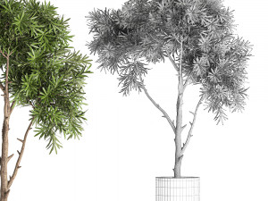 decorative tree in a black flowerpots 743 3Dモデル