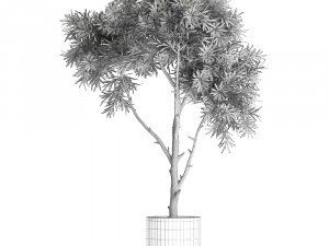 decorative tree in a black flowerpots 743 3Dモデル