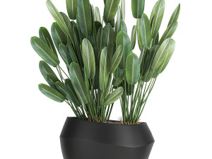 houseplants in a pot for the interior 744 Model 3D