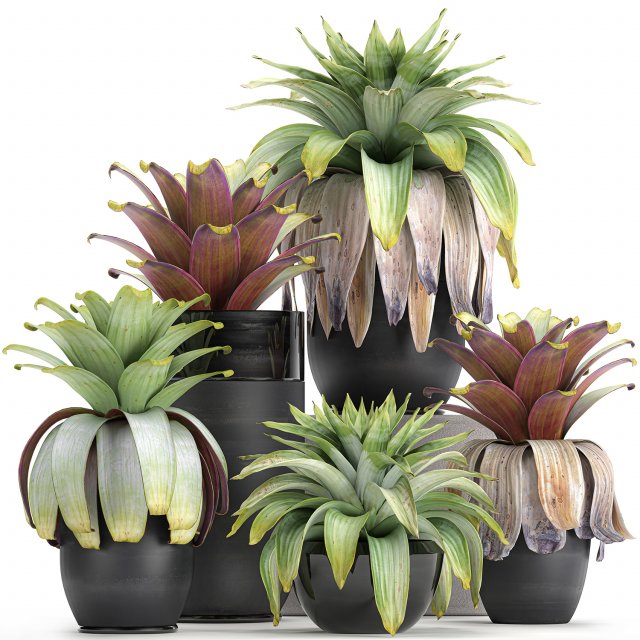 exotic plants bromelia in a pot for the interior 745 3D-Modell .c4d .max .obj .3ds .fbx .stl .blend 
