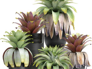 इंटीरियर के लिए गमले में विदेशी पौधे ब्रोमेलिया 745 3D मॉडल