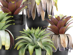 exotic plants bromelia in a pot for the interior 745 3D Model