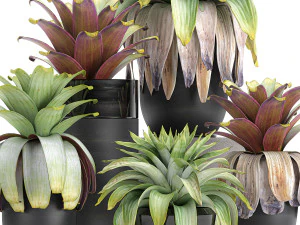 exotic plants bromelia in a pot for the interior 745 3D Model