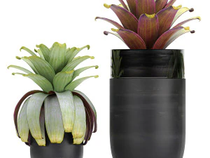 exotic plants bromelia in a pot for the interior 745 3D Model