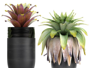 exotic plants bromelia in a pot for the interior 745 3D-Modell
