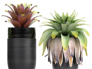 exotic plants bromelia in a pot for the interior 745 3D Model
