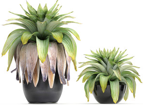 exotic plants bromelia in a pot for the interior 745 3D-Modell