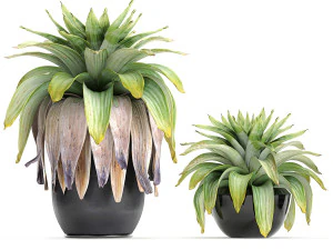 exotic plants bromelia in a pot for the interior 745 3D Model