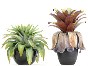 exotic plants bromelia in a pot for the interior 745 3D-Modell