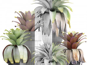 exotic plants bromelia in a pot for the interior 745 3D-Modell