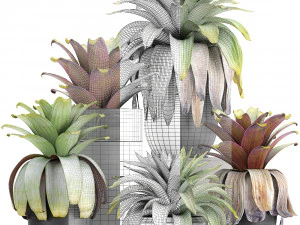 exotic plants bromelia in a pot for the interior 745 3D Model