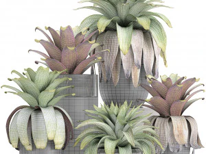 exotic plants bromelia in a pot for the interior 745 3D Model