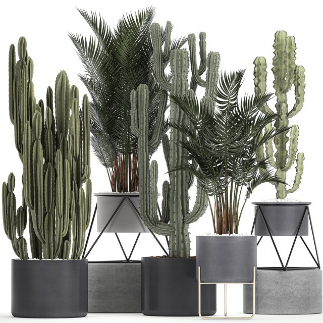 collection of decorative cactus in black flowerpots 746 Modelo 3D .c4d .max .obj .3ds .fbx .stl .blend 