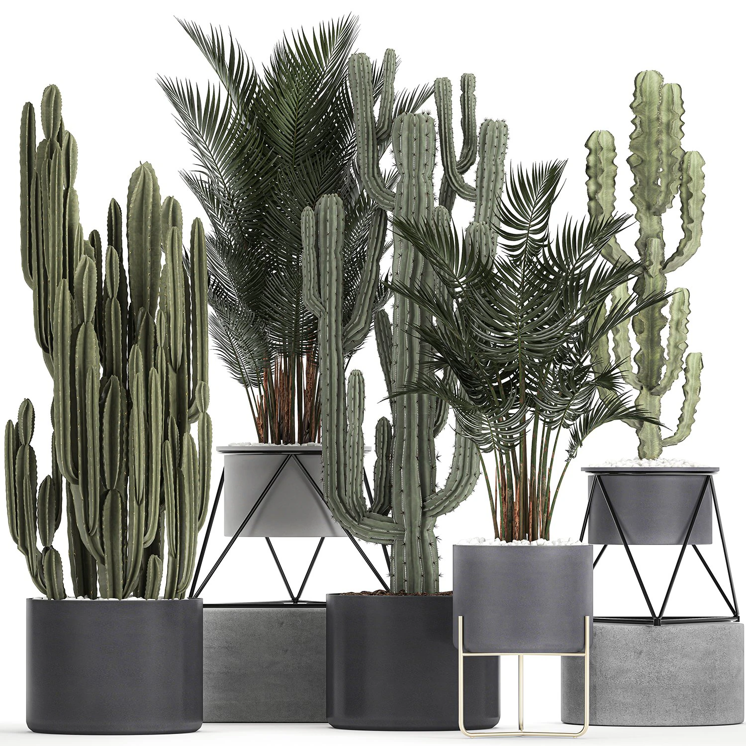 collection of decorative cactus in black flowerpots 746 3D Model .c4d .max .obj .3ds .fbx .stl .blend 