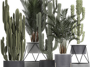 collection of decorative cactus in black flowerpots 746 3D Model
