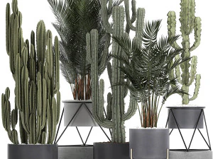 коллекция декоративных кактусов в черных вазонах 746 3D Модель