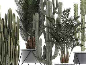 collection of decorative cactus in black flowerpots 746 Modelo 3D