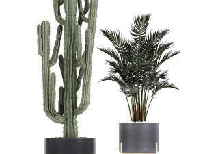collection of decorative cactus in black flowerpots 746 Modelo 3D
