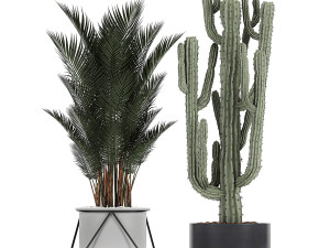 collection of decorative cactus in black flowerpots 746 Modelo 3D