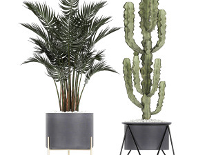 collection of decorative cactus in black flowerpots 746 Modelo 3D