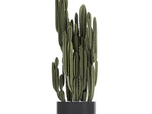 collection of decorative cactus in black flowerpots 746 3D Model
