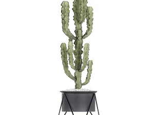collection of decorative cactus in black flowerpots 746 3D Model