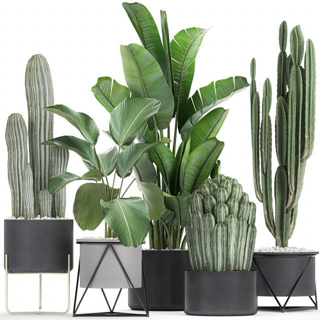 collection of decorative cactus in black flowerpots 747 3D Model .c4d .max .obj .3ds .fbx .stl .blend